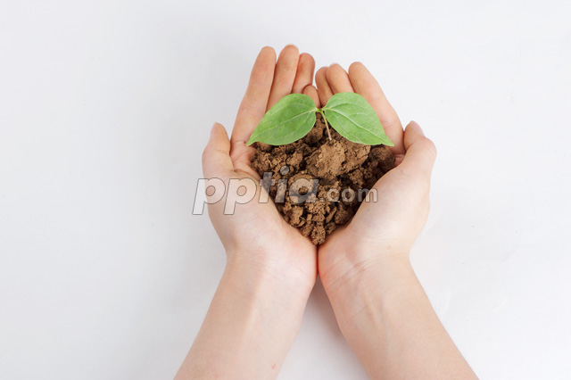 손 위에 새싹 이미지 미리보기