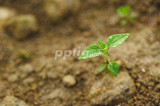 이슬맺힌 싹 이미지 미리보기