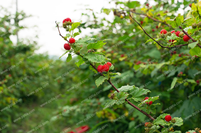 산딸기나무 이미지 미리보기