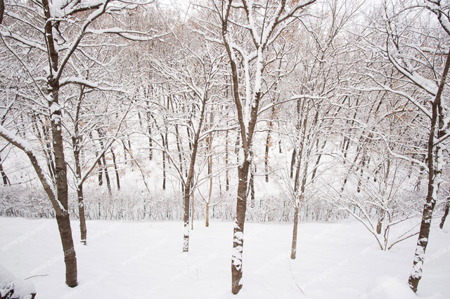 나무 가지 위에 겨울눈 이미지 미리보기
