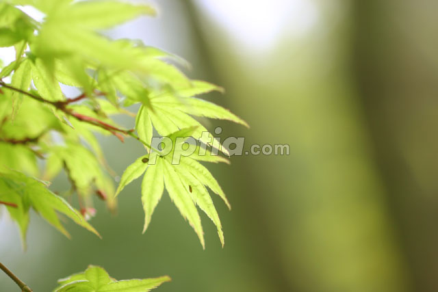 단풍잎 이미지 미리보기