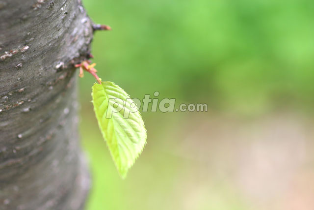 나무에서 자라는 잎 이미지 미리보기