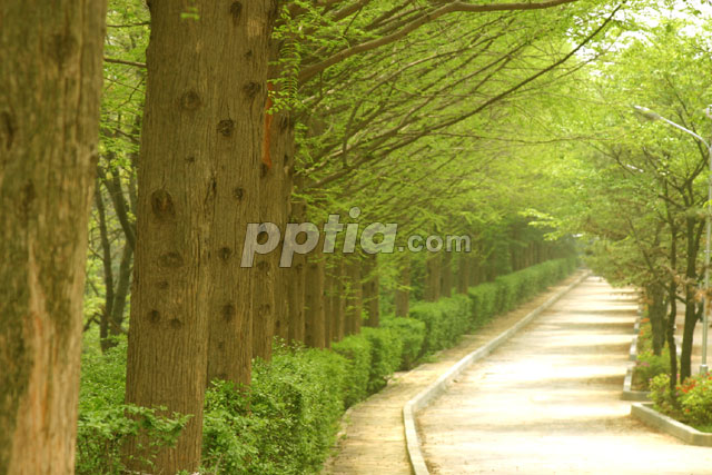 가로수길 이미지 미리보기