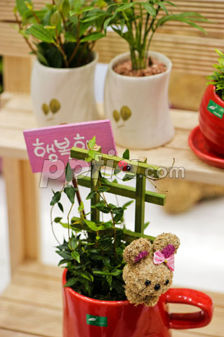 화분속 식물 이미지 미리보기