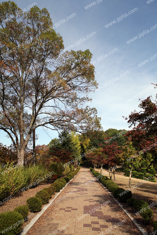 나무 이미지 미리보기