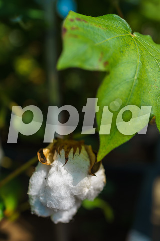 목화 이미지 미리보기