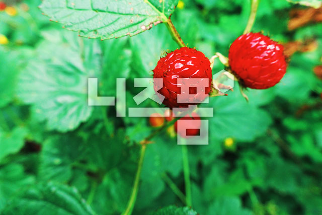 산딸기 이미지 미리보기