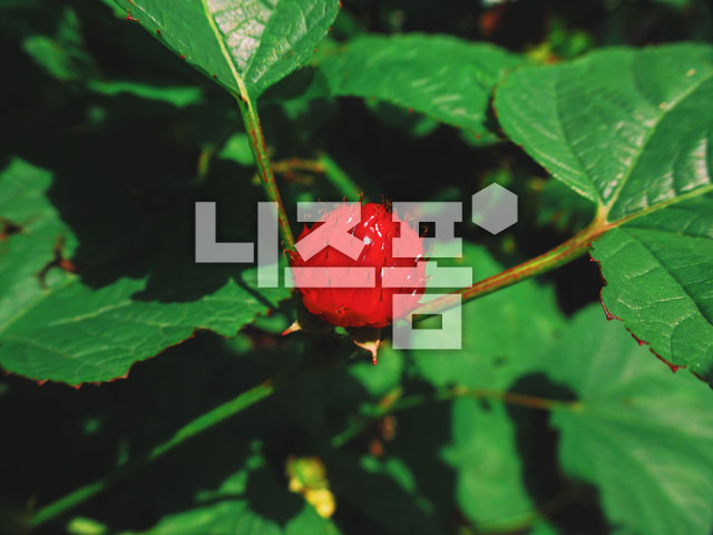 산딸기 이미지 미리보기