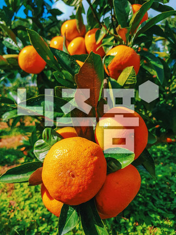 귤 이미지 미리보기