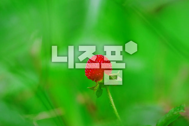 산딸기 이미지 미리보기