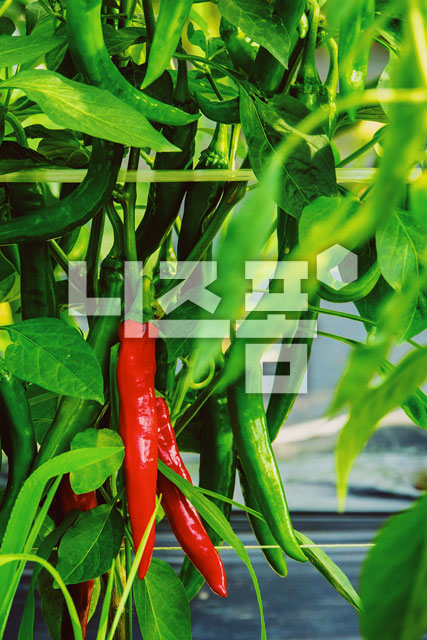 고추 이미지 미리보기