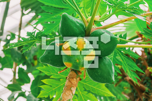 파파야 이미지 미리보기