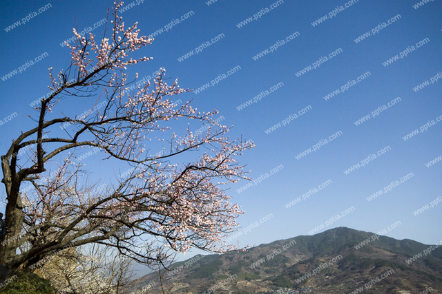 매화나무와 산 이미지 미리보기