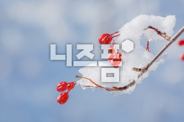 산수유와겨울눈 이미지 미리보기