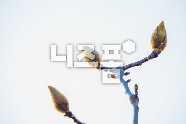 목련새싹 이미지 미리보기