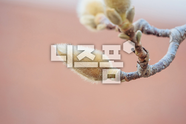 목련새싹 이미지 미리보기