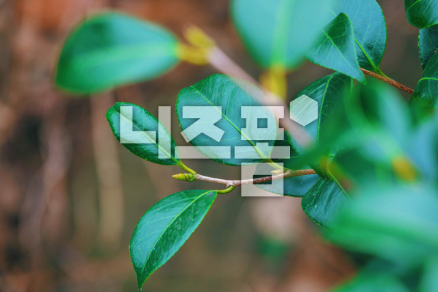 동백꽃나뭇잎 이미지 미리보기