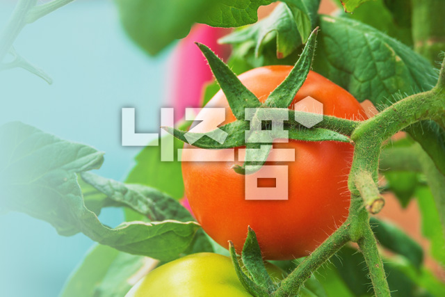 토마토 이미지 미리보기