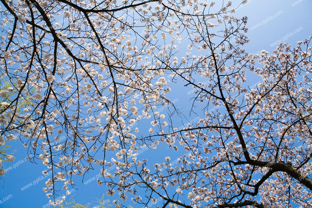 벚꽃 이미지 미리보기
