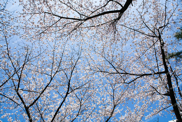 벚꽃 이미지 미리보기