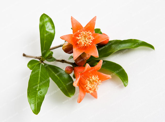 석류나무(석류과) 이미지 미리보기