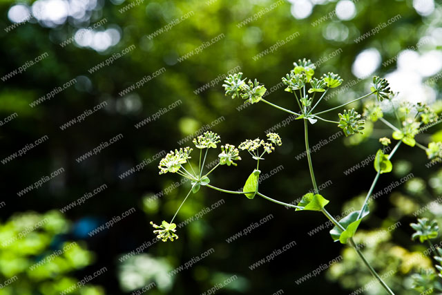 섬시호(산형과) 이미지 미리보기