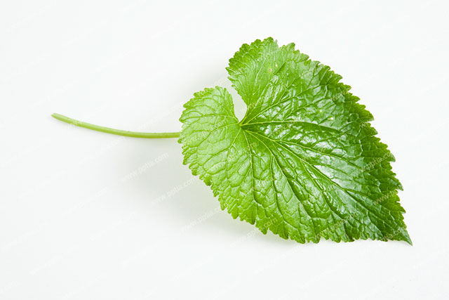 잎 이미지 미리보기