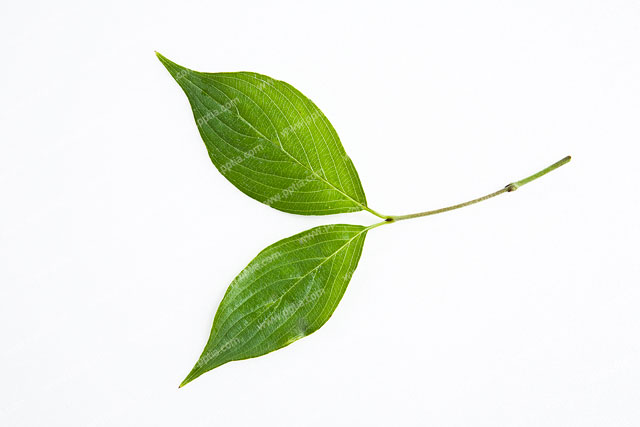 잎 이미지 미리보기