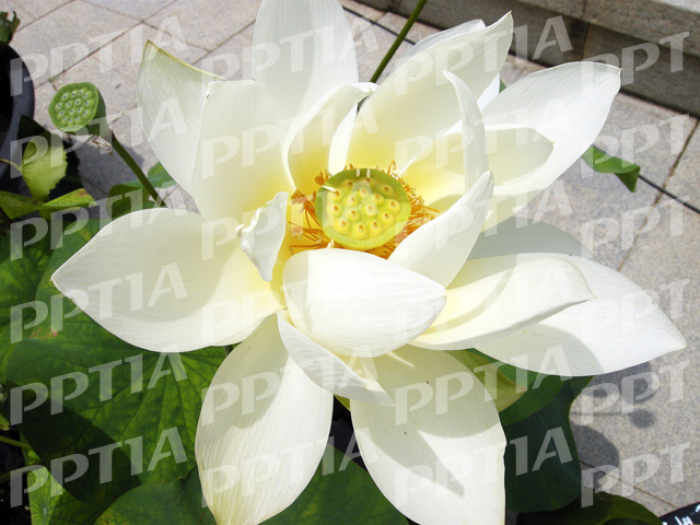 연꽃 이미지 미리보기