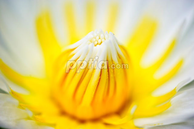 연꽃 이미지 미리보기