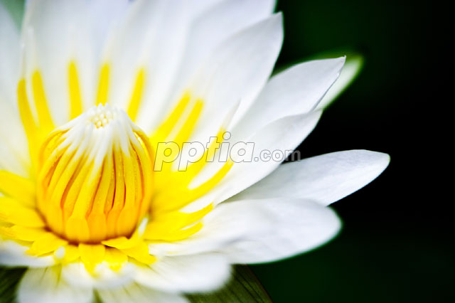 연꽃 이미지 미리보기