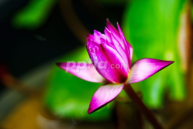 연꽃 이미지 미리보기