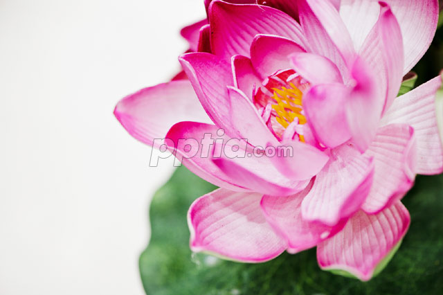 연꽃 이미지 미리보기