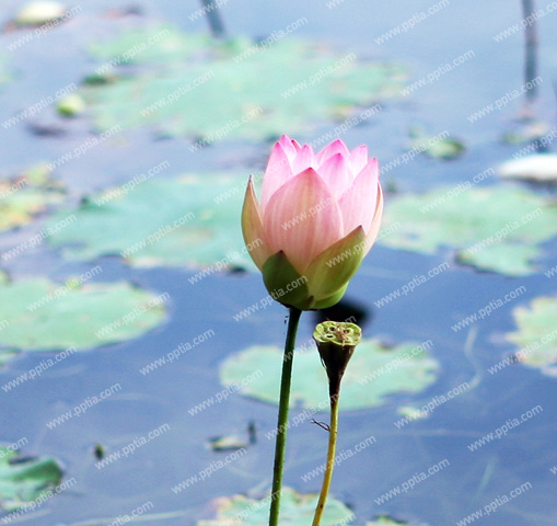 연꽃 이미지 미리보기