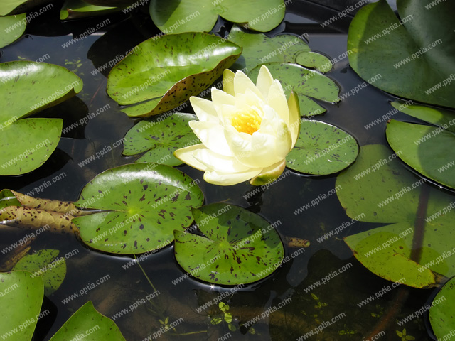 연꽃 이미지 미리보기