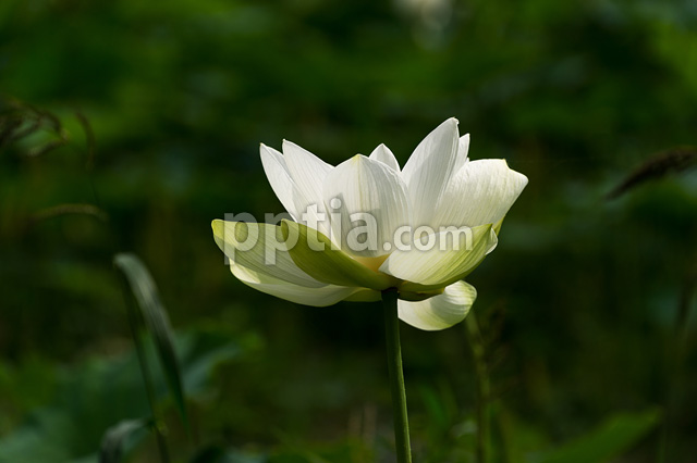 연꽃 이미지 미리보기
