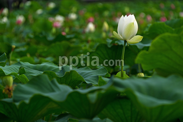 연꽃 이미지 미리보기