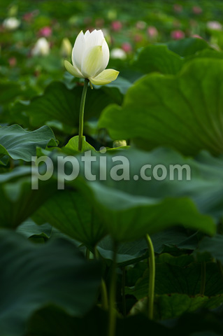 연꽃 이미지 미리보기