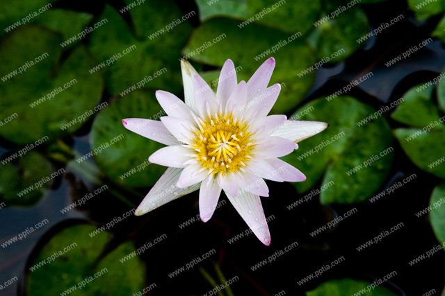 연꽃 이미지 미리보기
