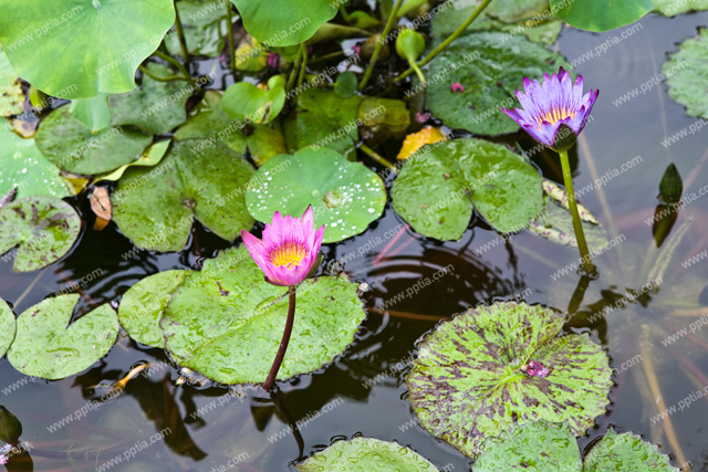 연꽃 이미지 미리보기