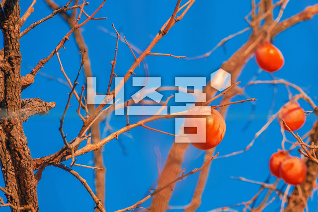감나무 이미지 미리보기