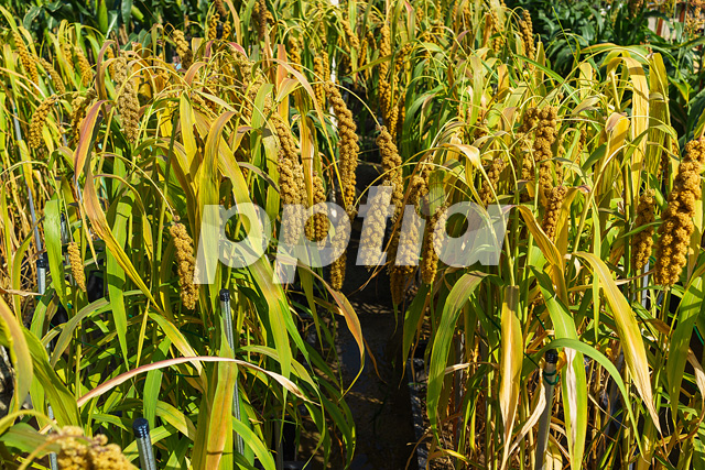 조 이미지 미리보기