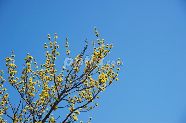산수유꽃 이미지 미리보기