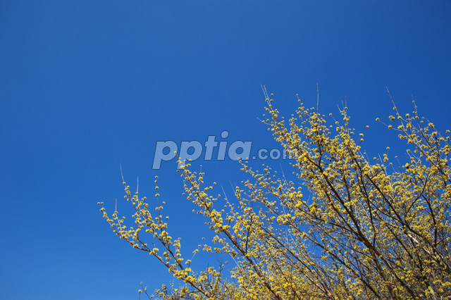 산수유꽃 이미지 미리보기