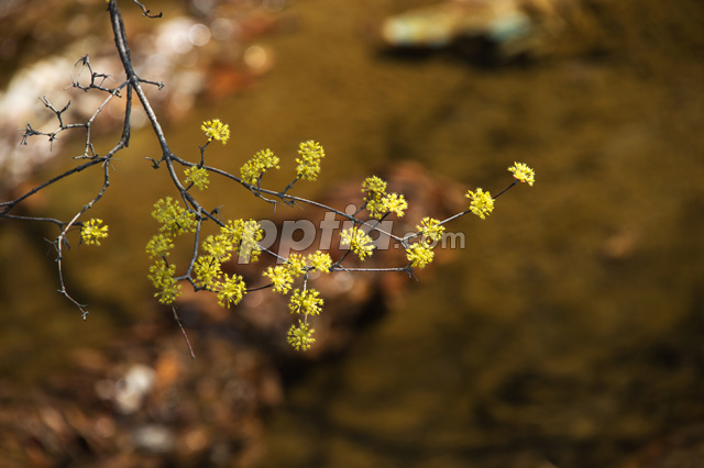 산수유꽃 이미지 미리보기