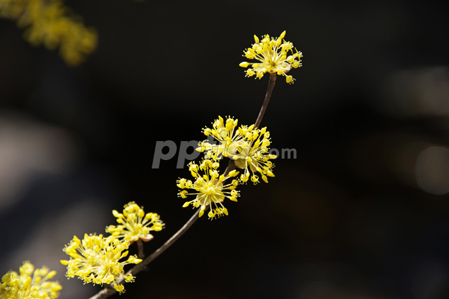 산수유꽃 이미지 미리보기