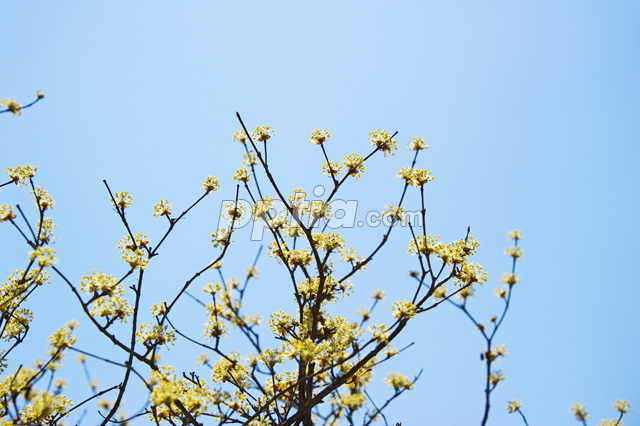 산수유꽃 이미지 미리보기