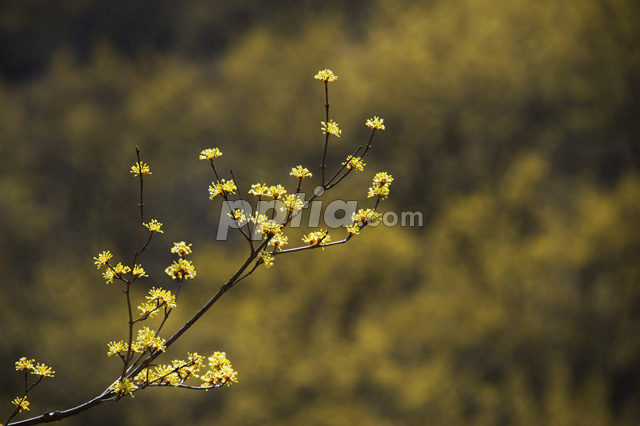 산수유꽃 이미지 미리보기