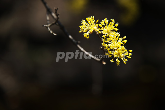 산수유꽃 이미지 미리보기