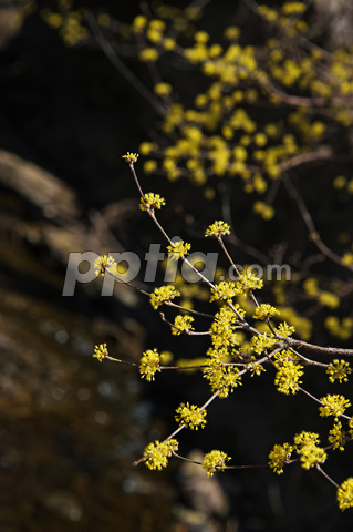 산수유꽃 이미지 미리보기